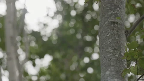 Slowmotion tree tilt Stock Footage 230999290