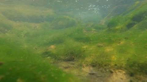 Slowmotion underwater of the bottom of the water flow at the of a mossy river Stock Footage 321318814