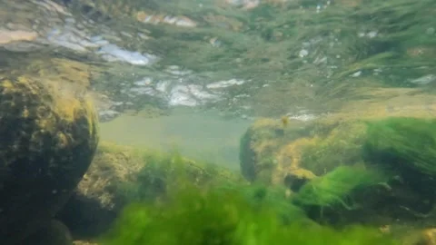 Slowmotion underwater of the bottom of the water flow at the of a mossy river Stock Footage 321318831
