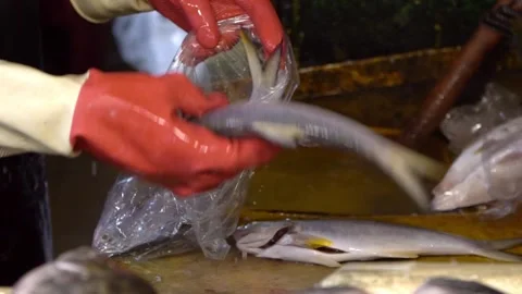 Slowmotion of vendor packing fresh fish at Kaohsiung traditional market Stock Footage 310673042