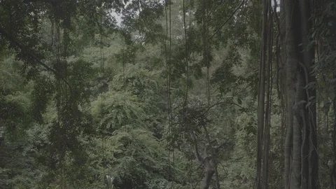 Slowmotion video #2 of the monkey forest in Bali , Indonesia. Stock Footage 129077953