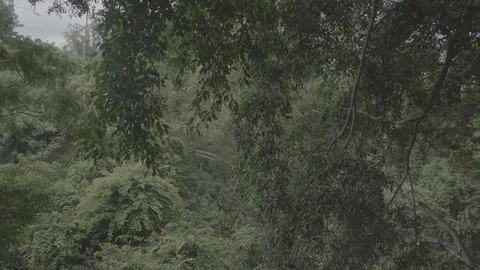 Slowmotion video of forest, Bali Stock Footage 129077952