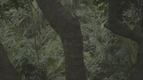 Slowmotion video of forest, Bali Stock Footage 129077965