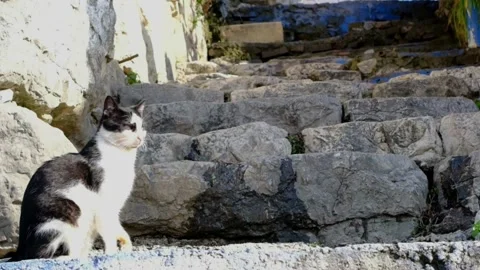 Slowmotion video.Black and white colored cat standing on ancient style stairs Video stock 153958006