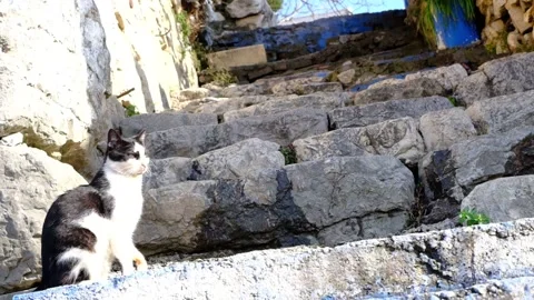 Slowmotion video.Black and white colored cat standing on ancient style stairs Stock Footage 153958041