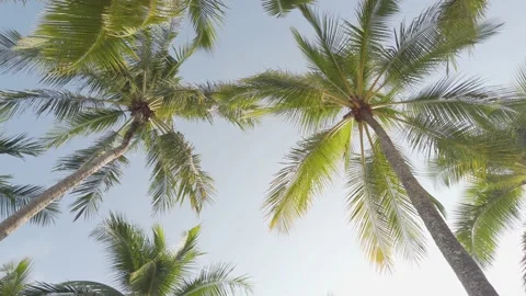 Slowmotion view of coconut palm trees against sky near beach on the tropical Stock-Footage 192001705