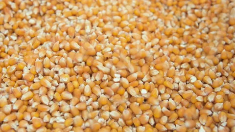 Slowmotion view of maize corn seeds grains falling down,raw food price crisis Stock Footage 220462074