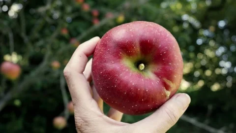 Slow‑motion view of a ripe picked apple held in a woman’s hand Stock Footage 336802250
