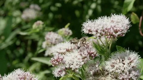 Slowmotion wasps 1 動画素材 45587869