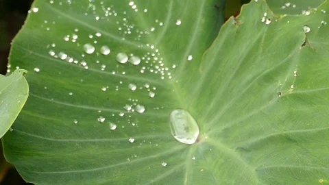 Slowmotion water drops on a leaf Stock Footage 86759225