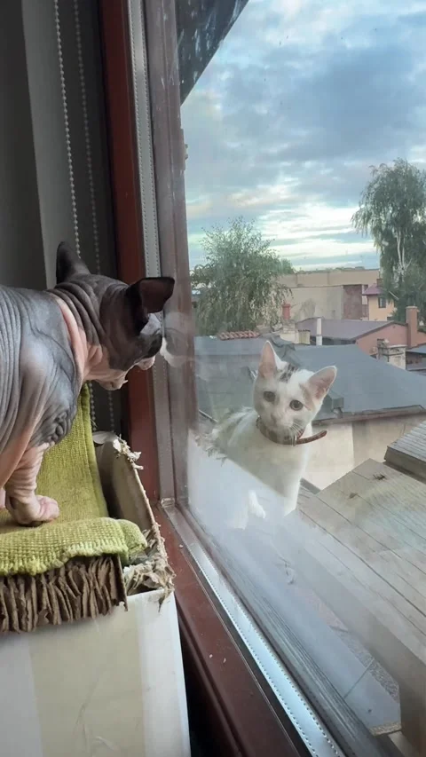 Slowmotion white cat watching angry sphynx cat through window Stock Footage 317189357