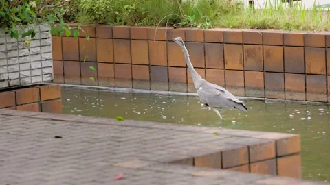 Slowmotion of white heron taking flight over pond in Ohori Park Fukuoka Japan Stock Footage 321361410