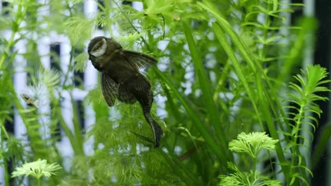 Slowmotion wide static shot of an algae eater. Ancistrus is eating algae 動画素材 146137094