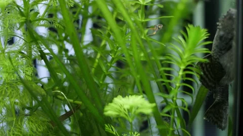 Slowmotion wide static shot of an algae eater. Ancistrus is cleaning and 動画素材 146137097