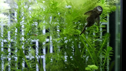 Slowmotion wide static shot of an algae eater. Ancistrus is cleaning the 動画素材 146137101