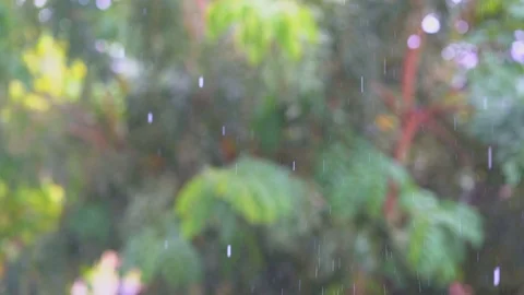 Slowrain1Slow motion rain falling on blurred green tree background, rain droplet Stock Footage 115591156