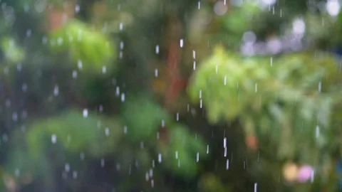 Slowrain1Slow motion rain falling on blurred green tree background, rain droplet Vidéo 115592024