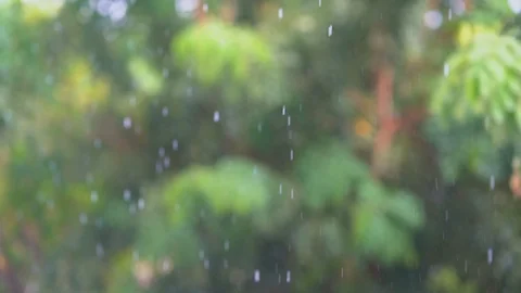 Slowrain1Slow motion rain falling on blurred green tree background, rain droplet 库存影片 115592838