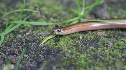 Slowworm Stock Footage 11481968