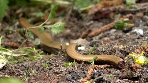 Slowworm having performed autotomy (tail shedding), slow-worm, anguis fragilis 库存影片 107384811