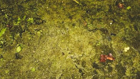 Sludge in the water Foto stock