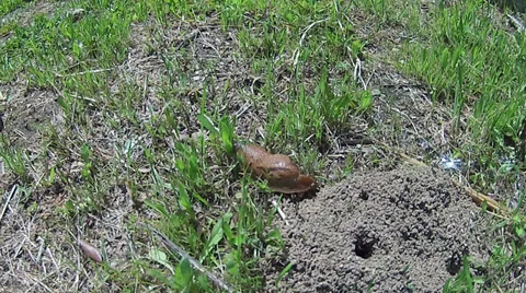 Slug Action Timelapse B Stock Footage 37149436