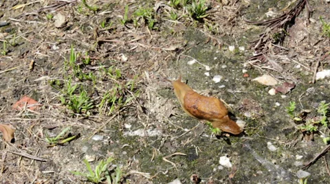Slug Action Timelapse A Stock Footage 37150411