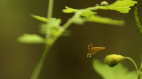 Slug in the air Stock Footage 27819524