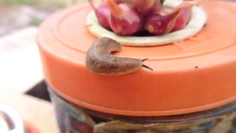 Slug aka Snail without a shell (Filicaulis bleekeri) which is an exotic species Stock Footage 219324761