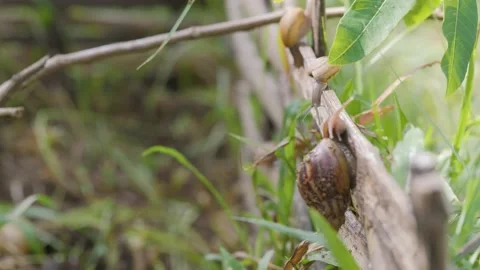 Slug and snail crawling on the bamboo fence and plant. Stock Footage 164524681