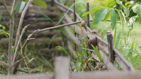 Slug and snail crawling on the bamboo fence and plant. Stock Footage 220244738