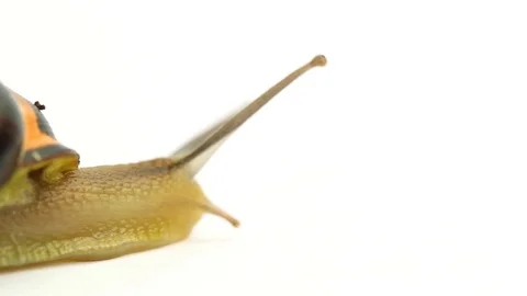 Slug Back Stock Footage 98679116