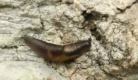 Slug on bark Stock Photos
