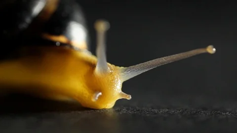 Slug Black Close Stock Footage 98679119