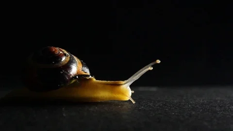 Slug Black Side Stock Footage 98679145