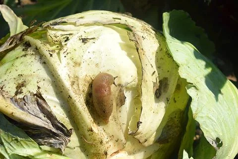 Slug on a cabbage swing in the garden. Fotos Stock