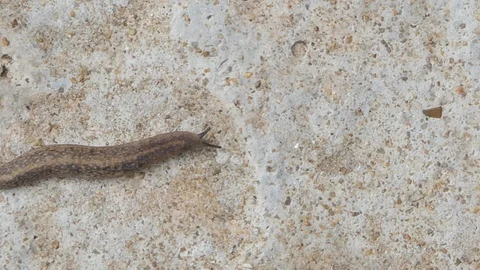 Slug on cement floor. Stock Footage 115133246