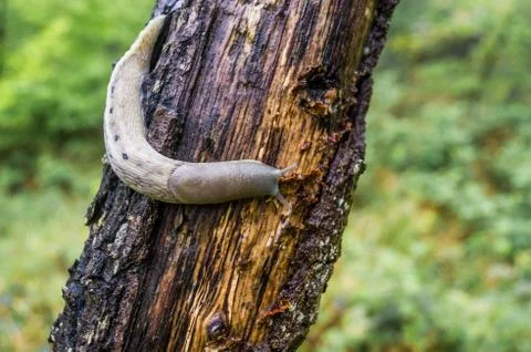 Slug climbing a tree Foto stock