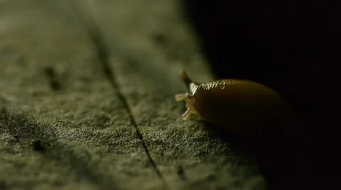Slug climbs Stock Footage 50710223