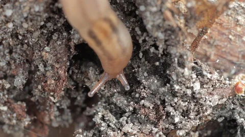 Slug close up crawling across log macro Stock Footage 128716997