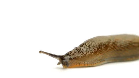 Slug Close Stock Footage 98679139