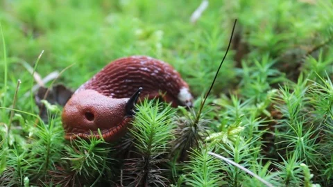 Slug crawl on the lawn Stock Footage 79106918
