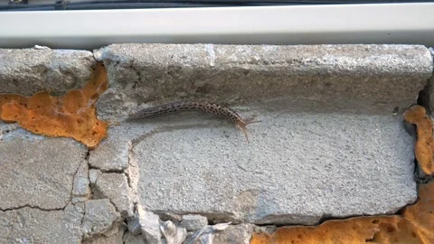 Slug crawling 4k Stock Footage 138812148