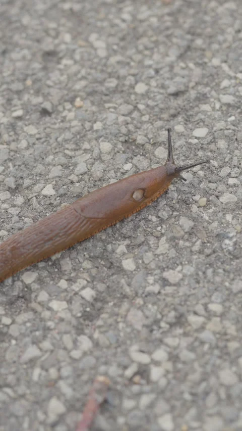 Slug Crawling Across Asphalt Close-Up Stock Footage 345843325