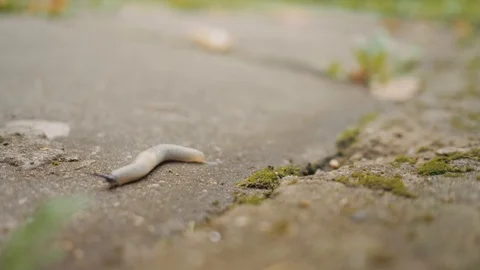 Slug crawling on the asphalt. Concept: the slow movement; slow path to success. Video stock 123798291