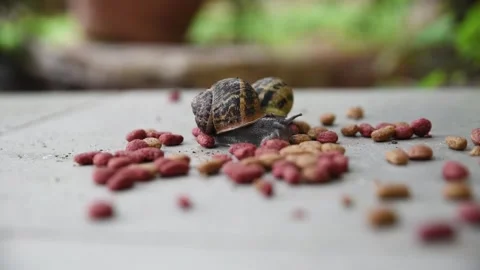 Slug Crawling on Beans - Animated Macro Close-Up Stock Footage 307874888