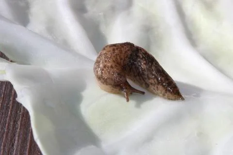 Slug Crawling on a Cabbage Leaf Stock Photos