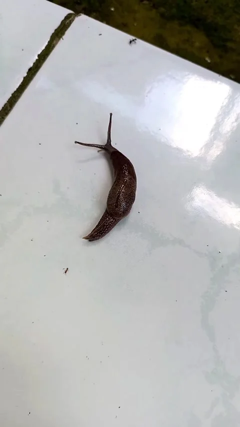 Slug Crawling on Ceramic Floor – Vertical Close Up Wildlife Video Stock Footage 330039561