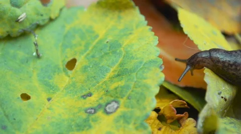 Slug Crawling On Fallen Leaves Stock Footage 57519492
