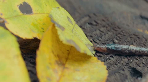 Slug Crawling On Fallen Leaves Stock Footage 57519867